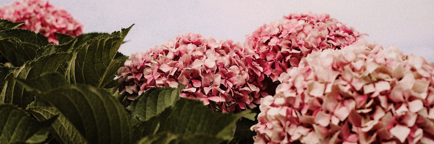 Aliceizattion's profile banner image