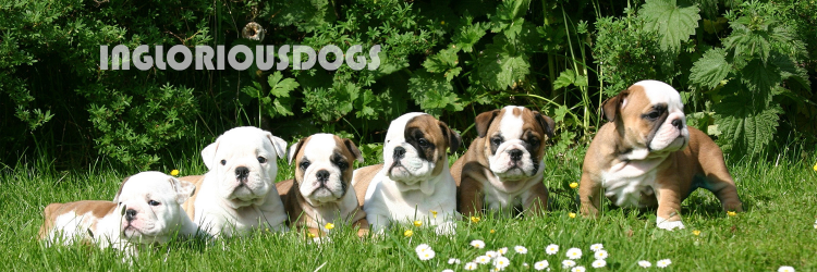 IngloriousDogs's profile banner image