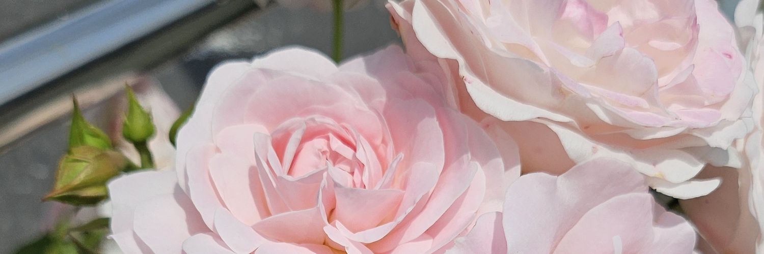 aklon_'s profile banner image