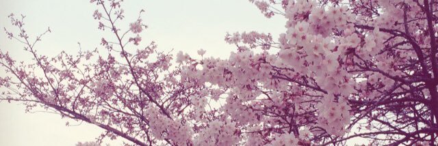flowerpluswind's profile banner image