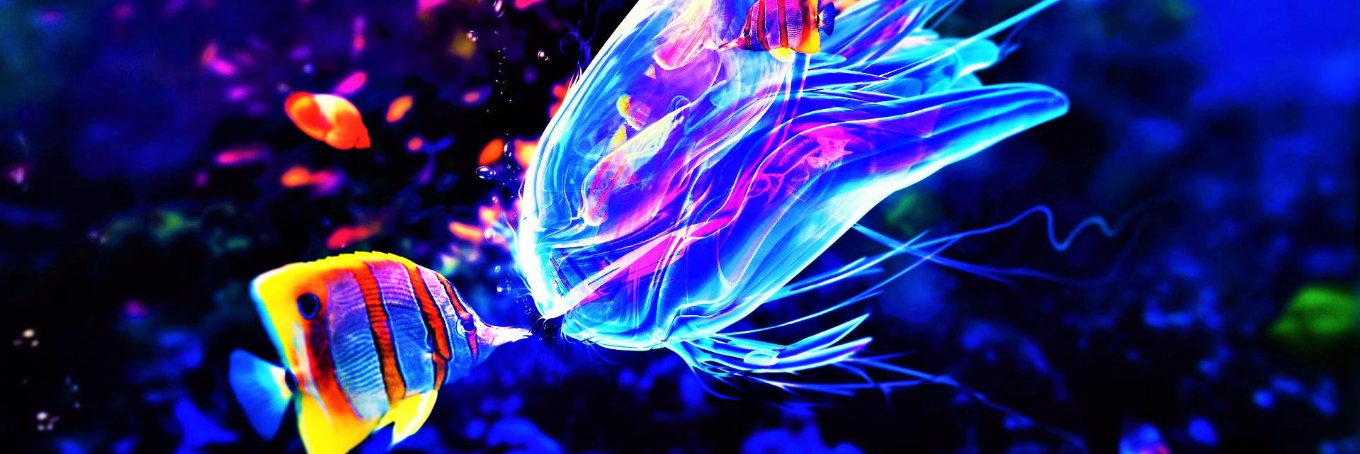 Pellyfish_Doan's profile banner image