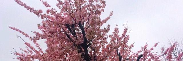 skylergdrall's profile banner image