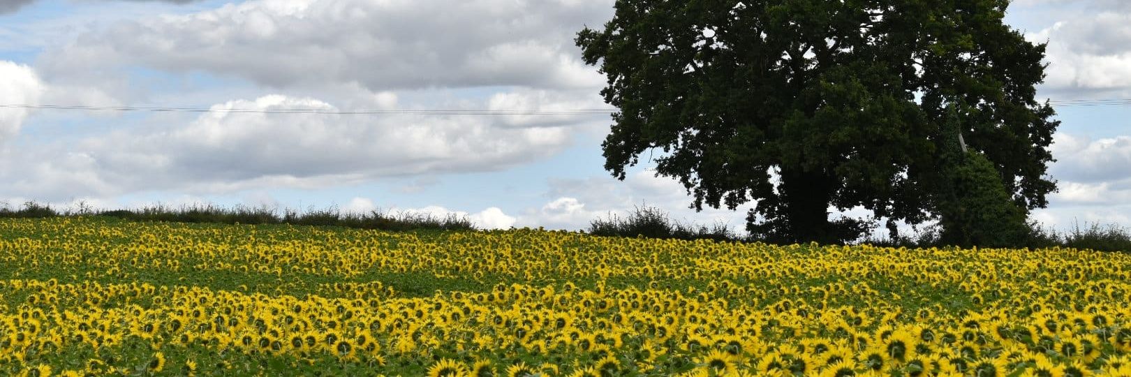 Alison Paterson 💙 banner