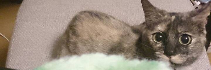 ばすてぃんがー banner