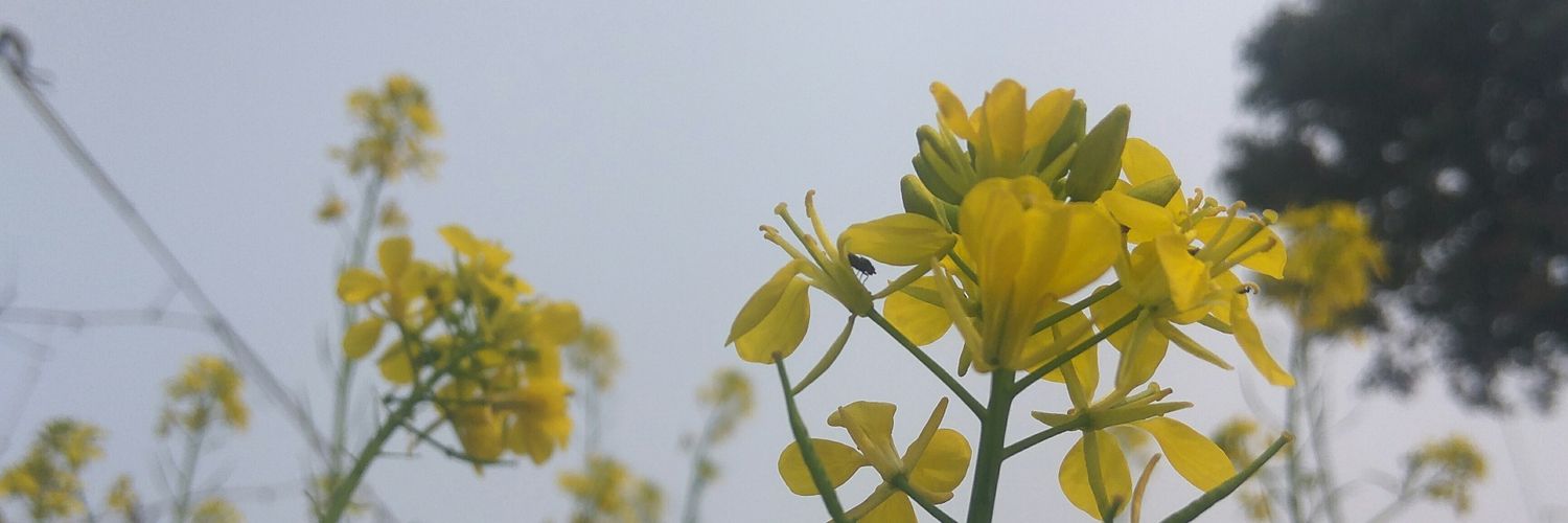 Kumarkunal3333's profile banner image