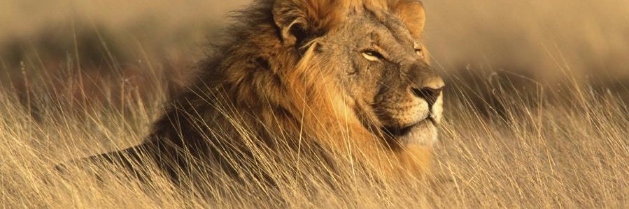 Izaiah_IV's profile banner image