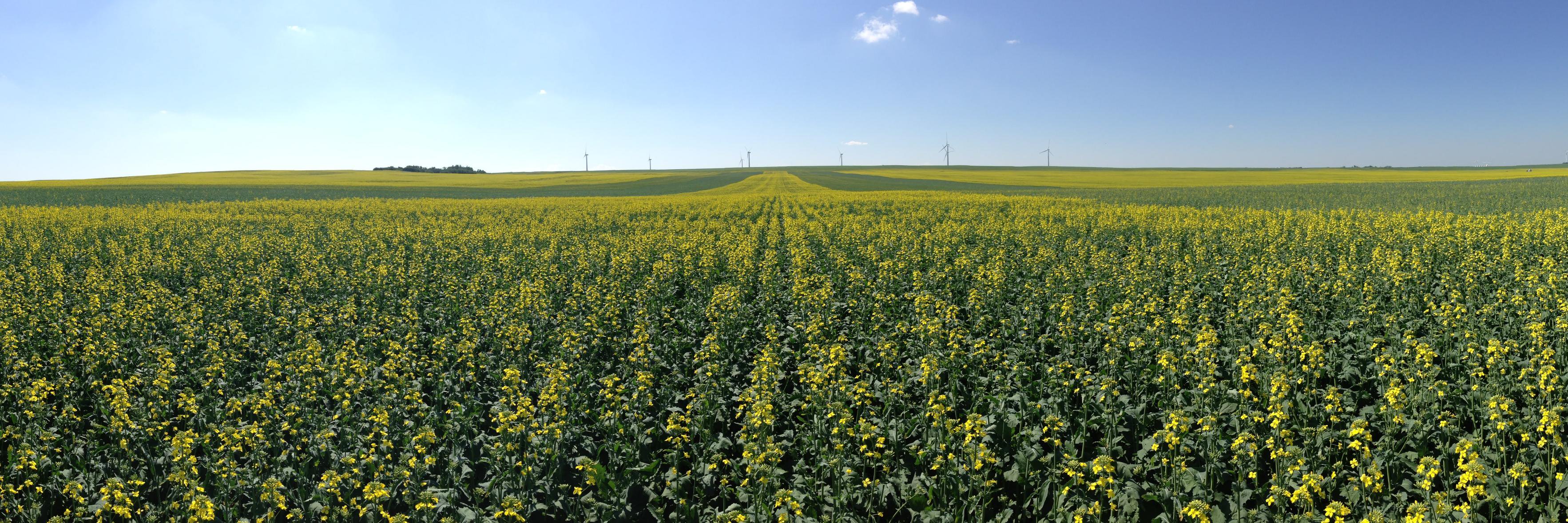 Center Field Solutions banner