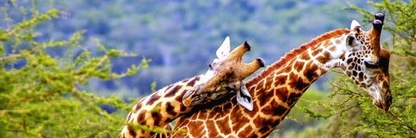 BarikageM's profile banner image
