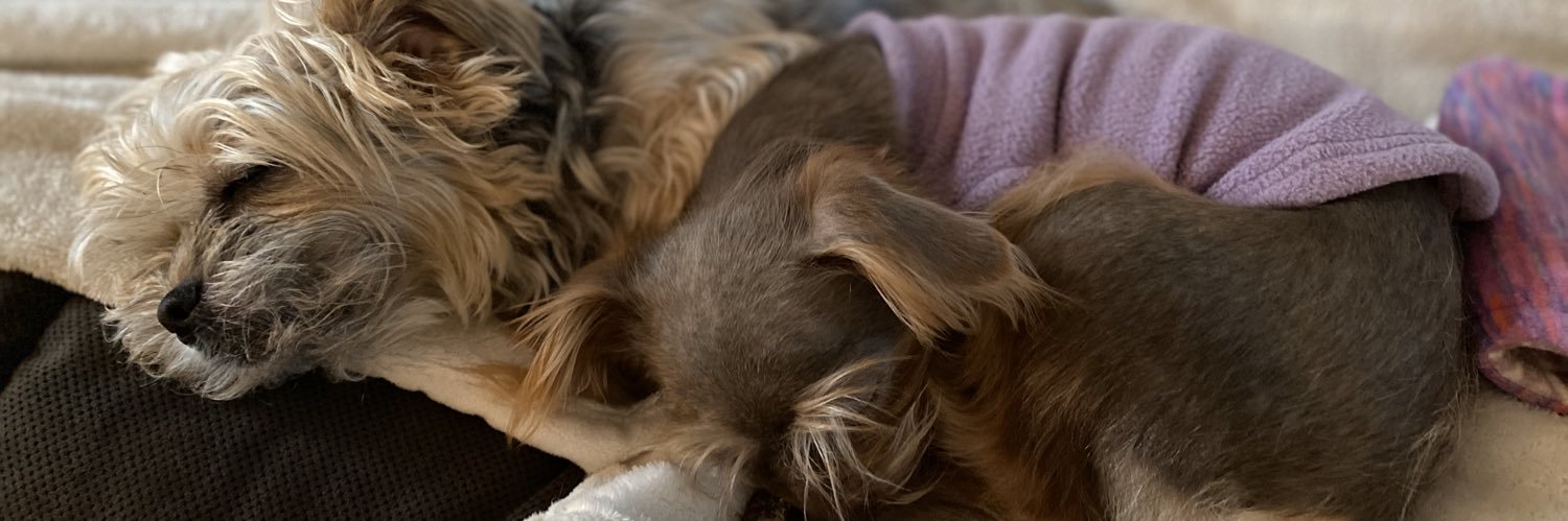 lilspeterson's profile banner image