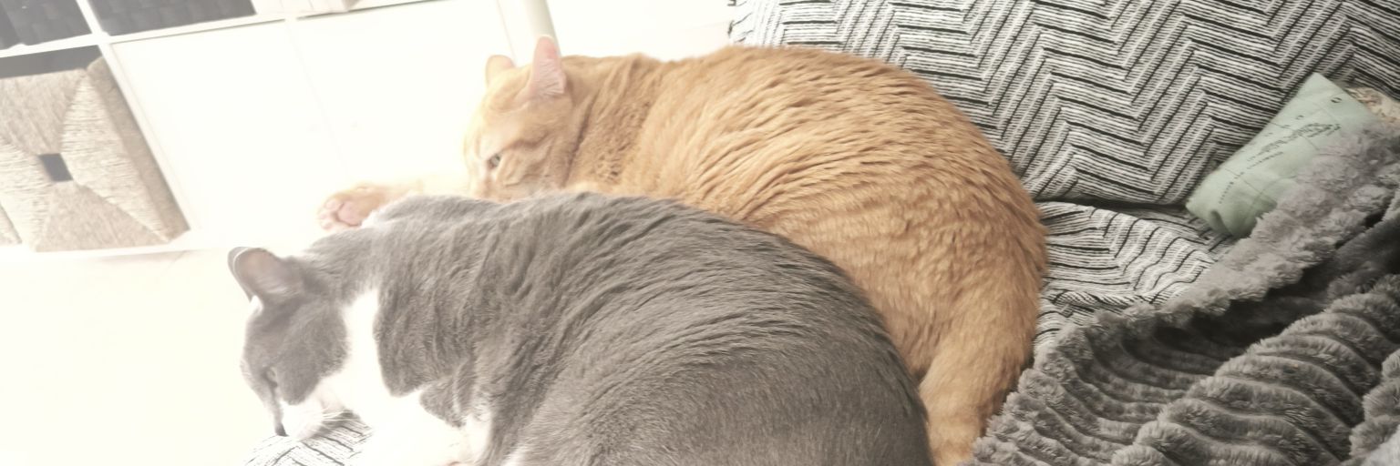 Ariadna 🐈🐈‍⬛ banner