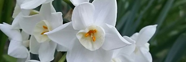 STEAMGOTH Profile Banner