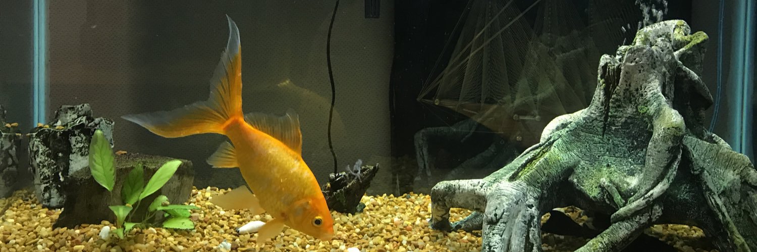 AlfredGoldfish's profile banner image