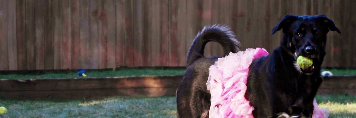 britcorbs's profile banner image