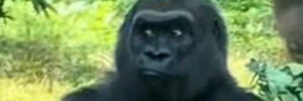 JulietongaBonga Profile Banner