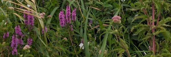 nivrae Profile Banner