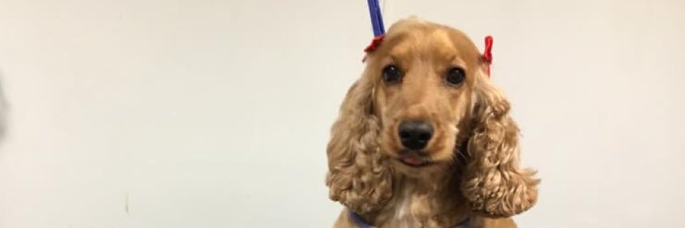 dianemitchell3's profile banner image