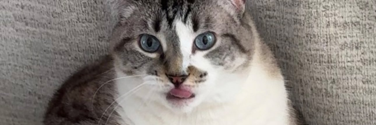 Cloverrrs's profile banner image