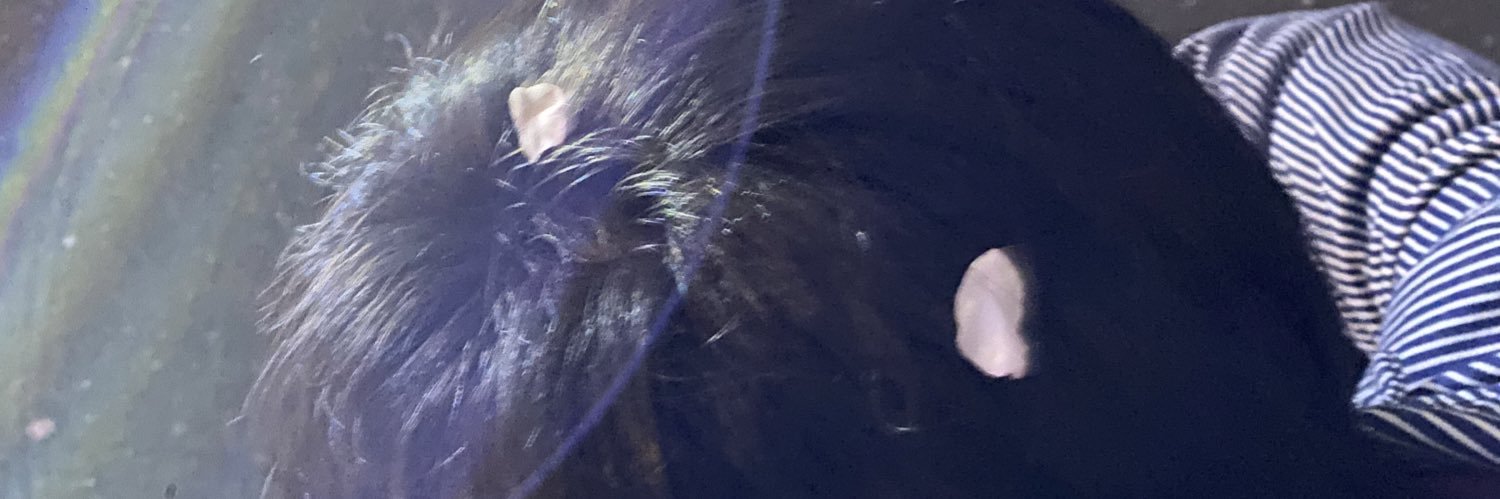 koala_mcr's profile banner image