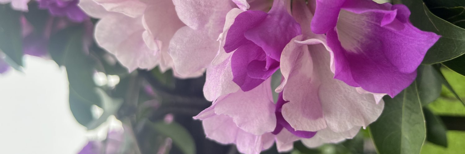 marcissy's profile banner image