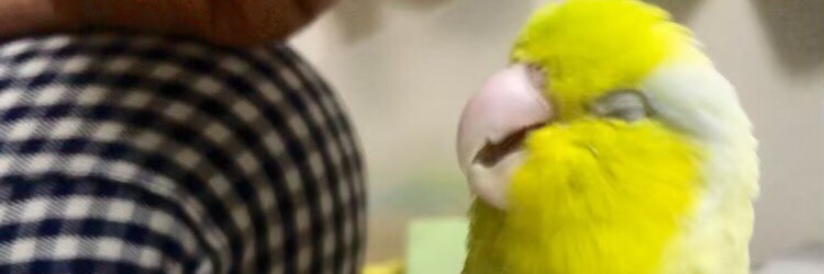 ilikespring1's profile banner image