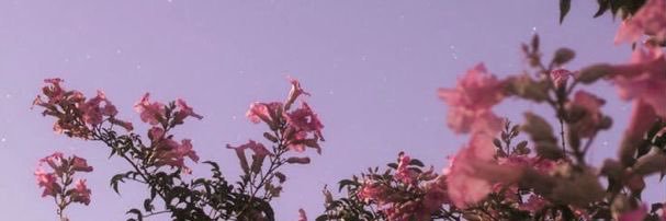 clillianm's profile banner image