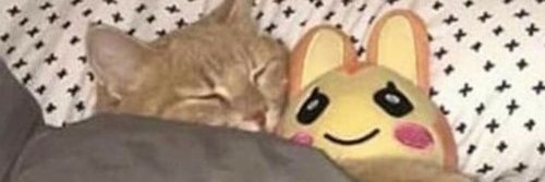 anapbernardess's profile banner image