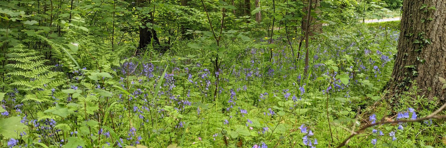 Hannah Wright banner