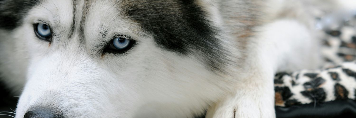 quphifg's profile banner image