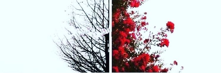 mavicorapliii's profile banner image