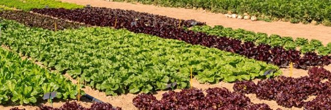 Organicseeds.nl's banner