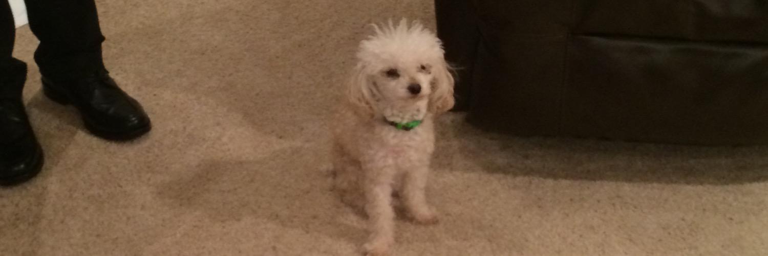 lexstephensdog's profile banner image