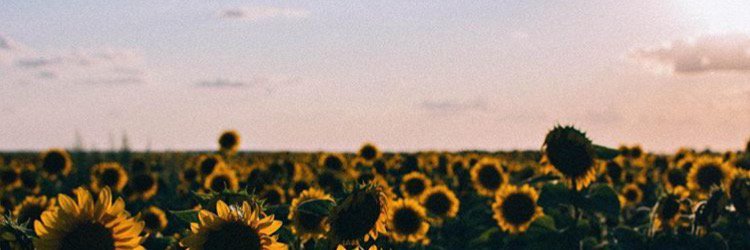megansomwaffles's profile banner image