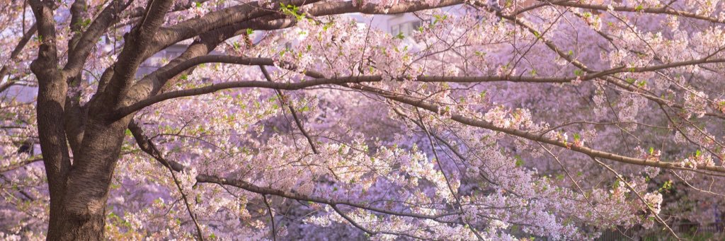 gamanyaa's profile banner image