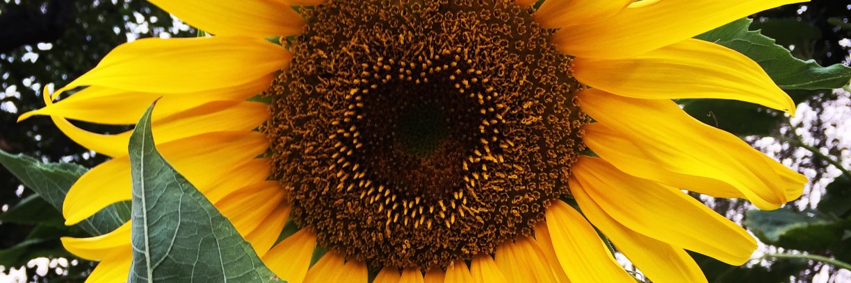 HaileyNGraves's profile banner image
