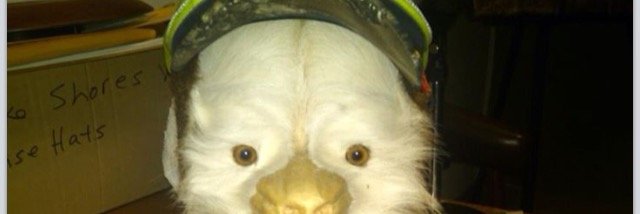 paulotteagle's profile banner image