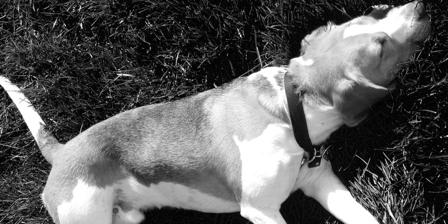 SkipBeagle's profile banner image