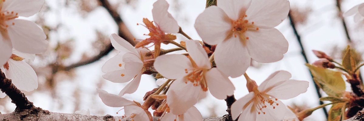 xsteph____'s profile banner image