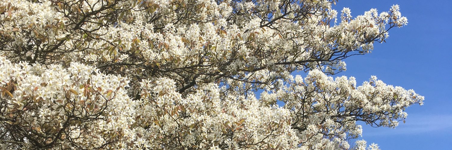 Mari Williams banner