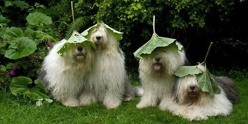 Broo Loondsoo Doovooroo banner