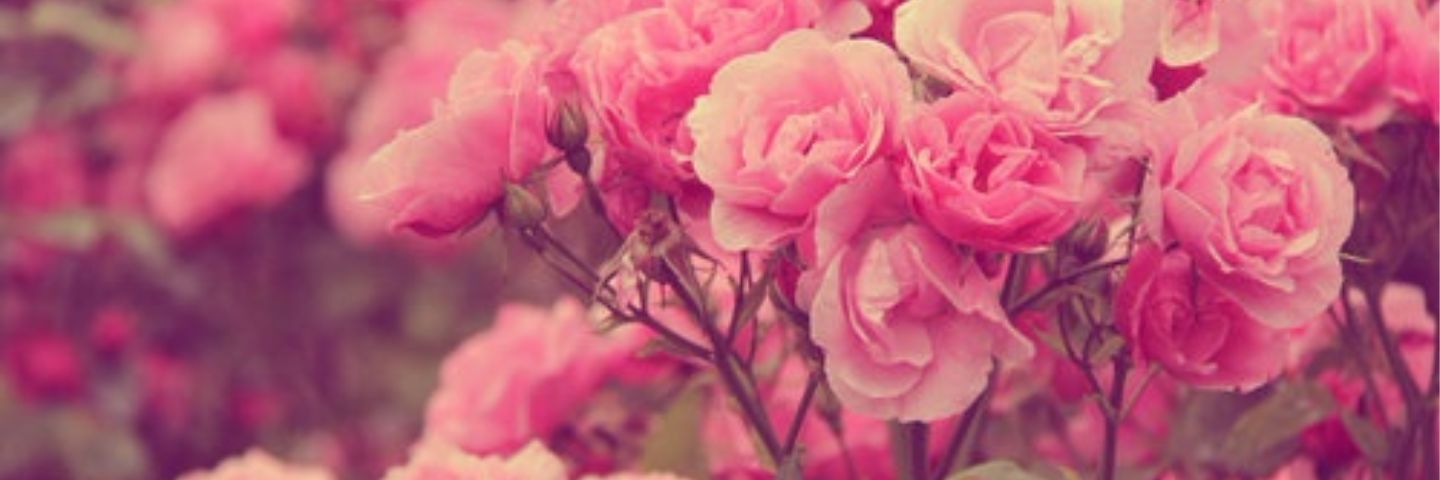 cescamariax's profile banner image