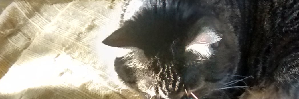 earwig_46's profile banner image
