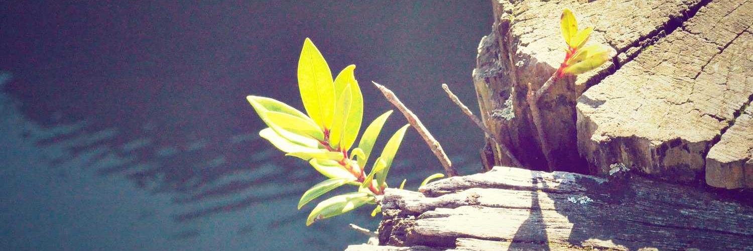 P_dinma_'s profile banner image