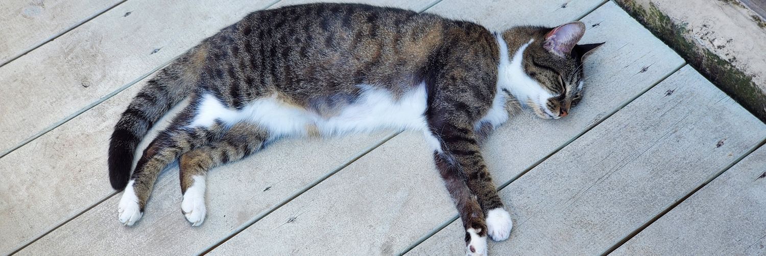 ❤Forever My Lily❤ banner