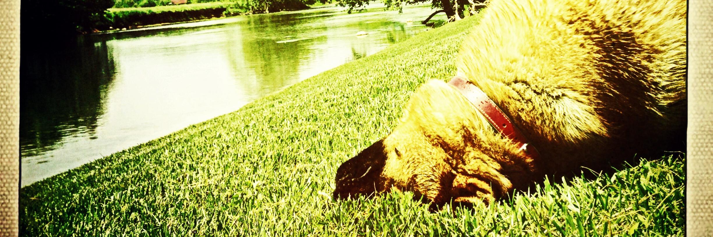 Dee Dee Taylor banner