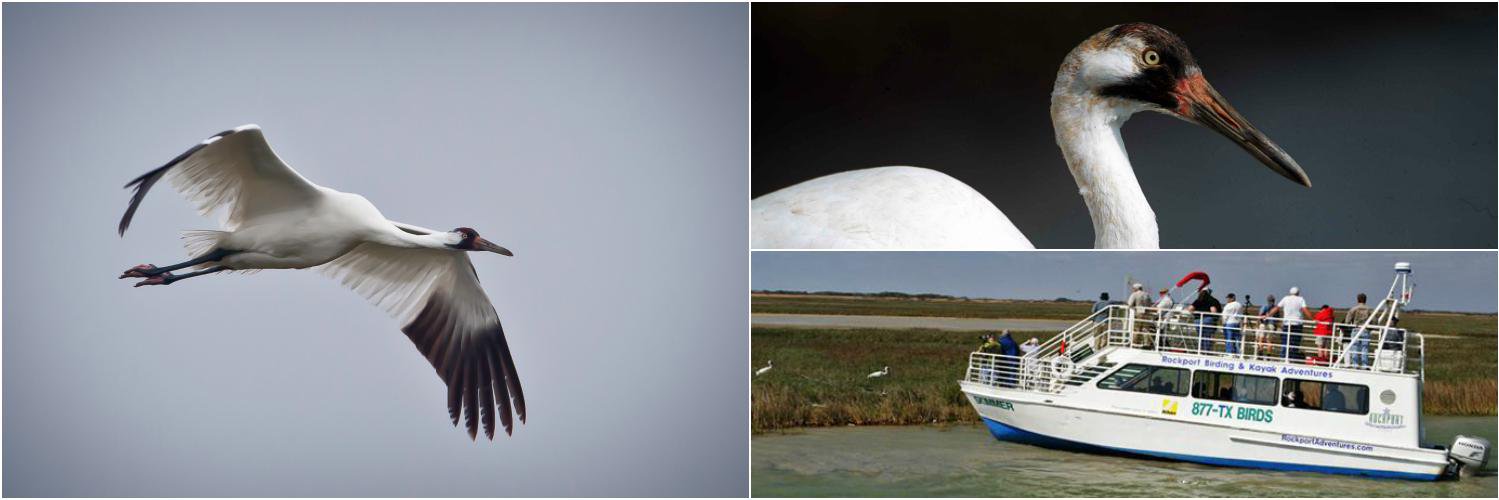 Birdingboat's profile banner image