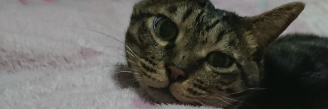 mmsk_ls's profile banner image