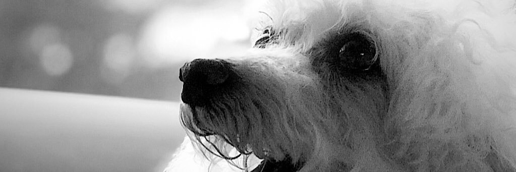 BeatrizBorges6's profile banner image