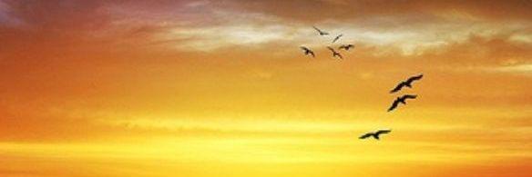 DagdevirenSuat's profile banner image
