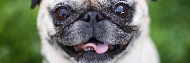 buddhathepug_'s profile banner image