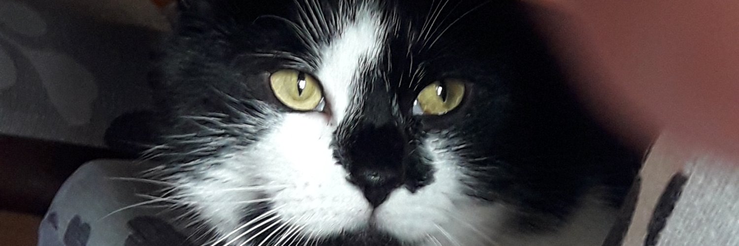 littlefishblues's profile banner image